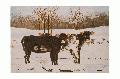 W - Huddling Heifers  2006 Joyce Frederick