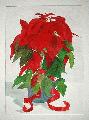 W - Pointsettia copyright 2010 Joyce Frederick